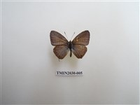 藏品(大娜波灰蝶)的圖片